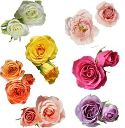 Wholesale Spring Pack Spray Roses Assorted Combo Box Delivered Online